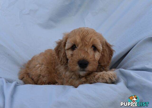 Adorable mini Labradoodle puppies