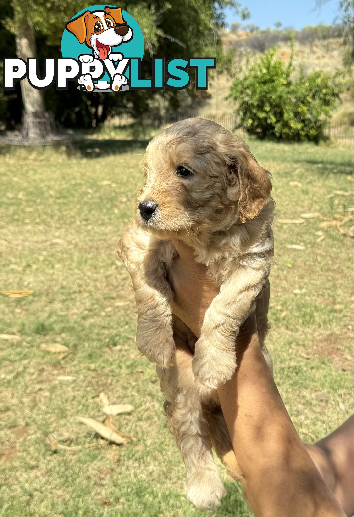 Groodle puppies for sale