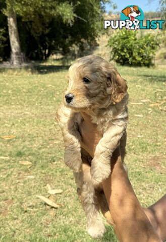 Groodle puppies for sale