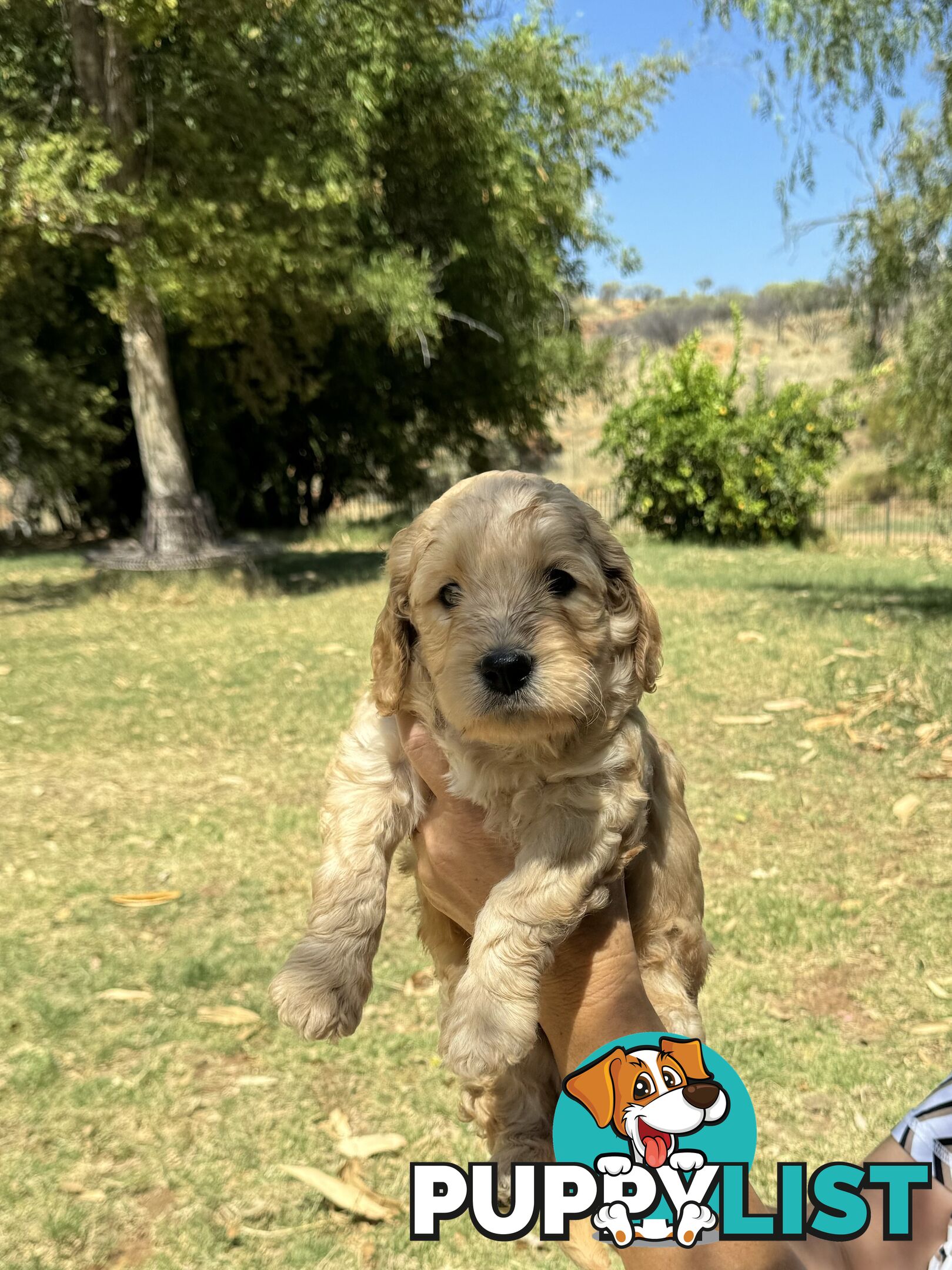 Groodle puppies for sale