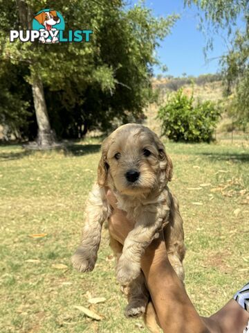 Groodle puppies for sale