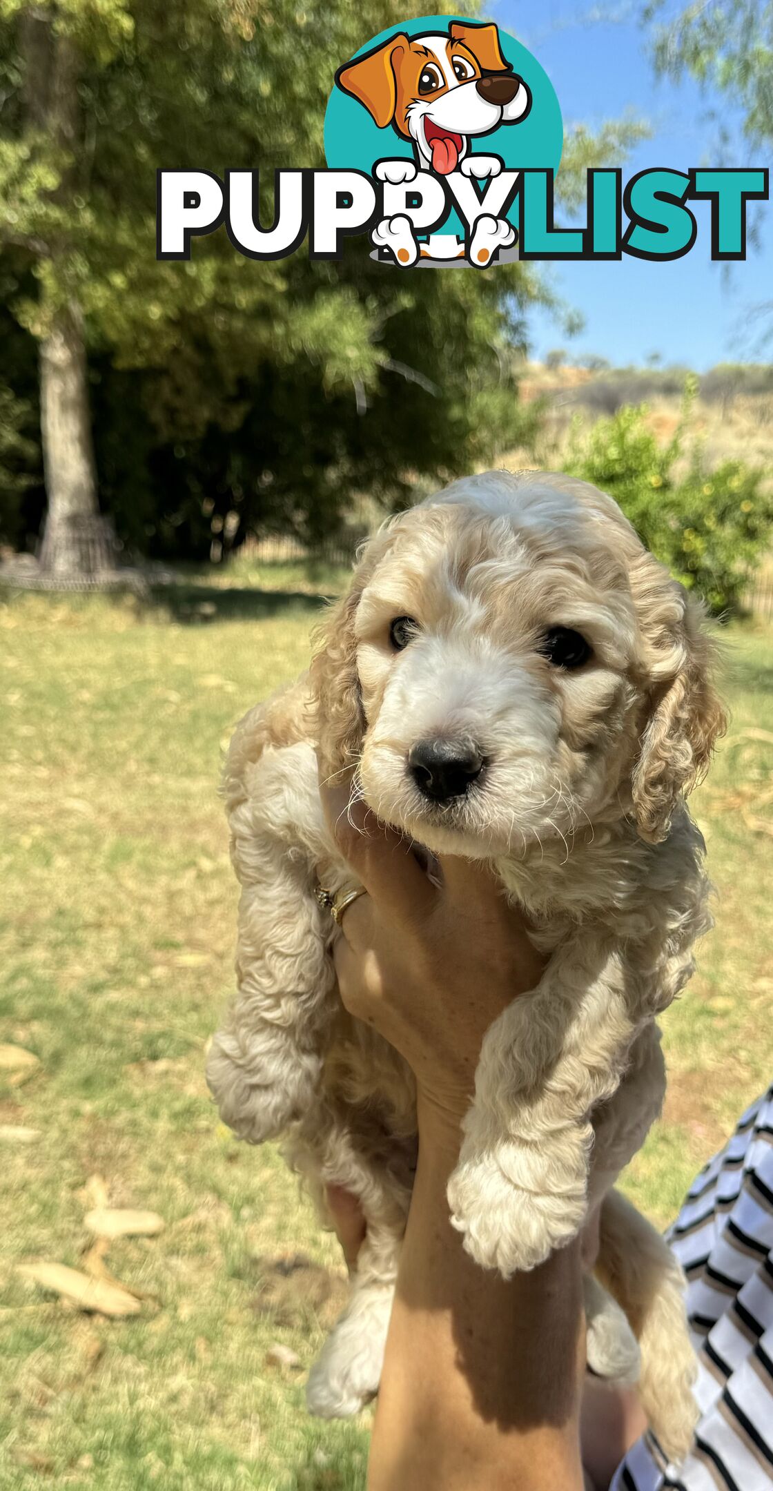 Groodle puppies for sale