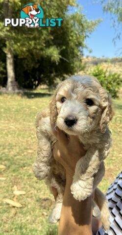 Groodle puppies for sale