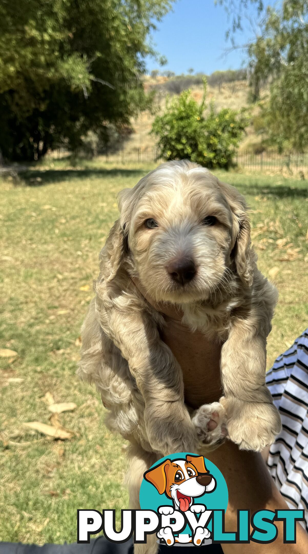 Groodle puppies for sale