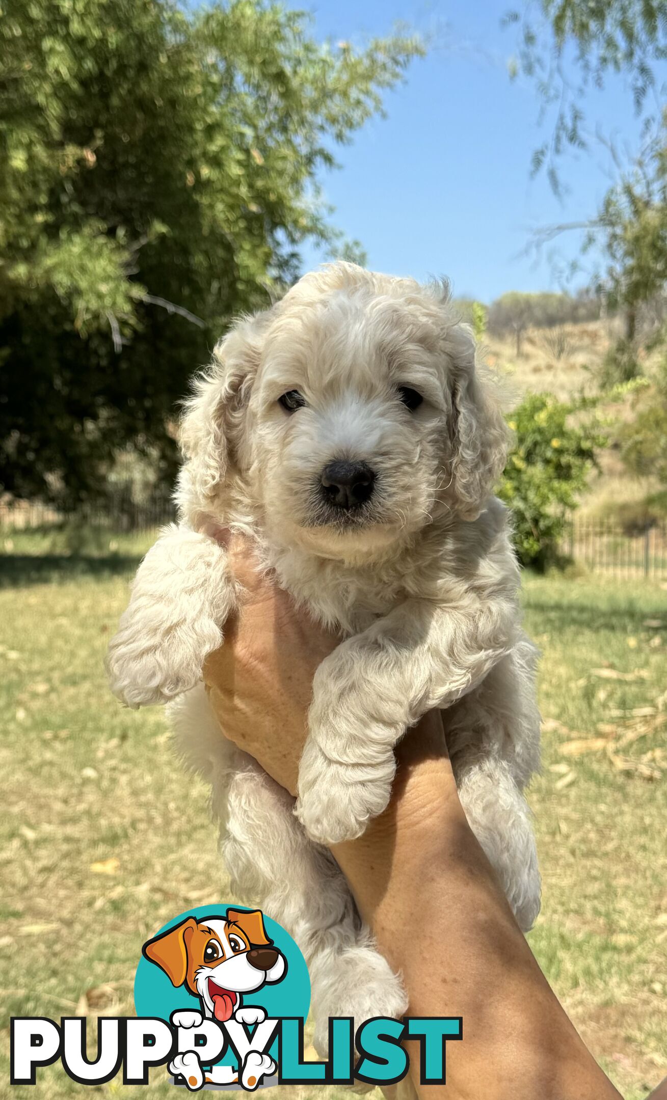 Groodle puppies for sale