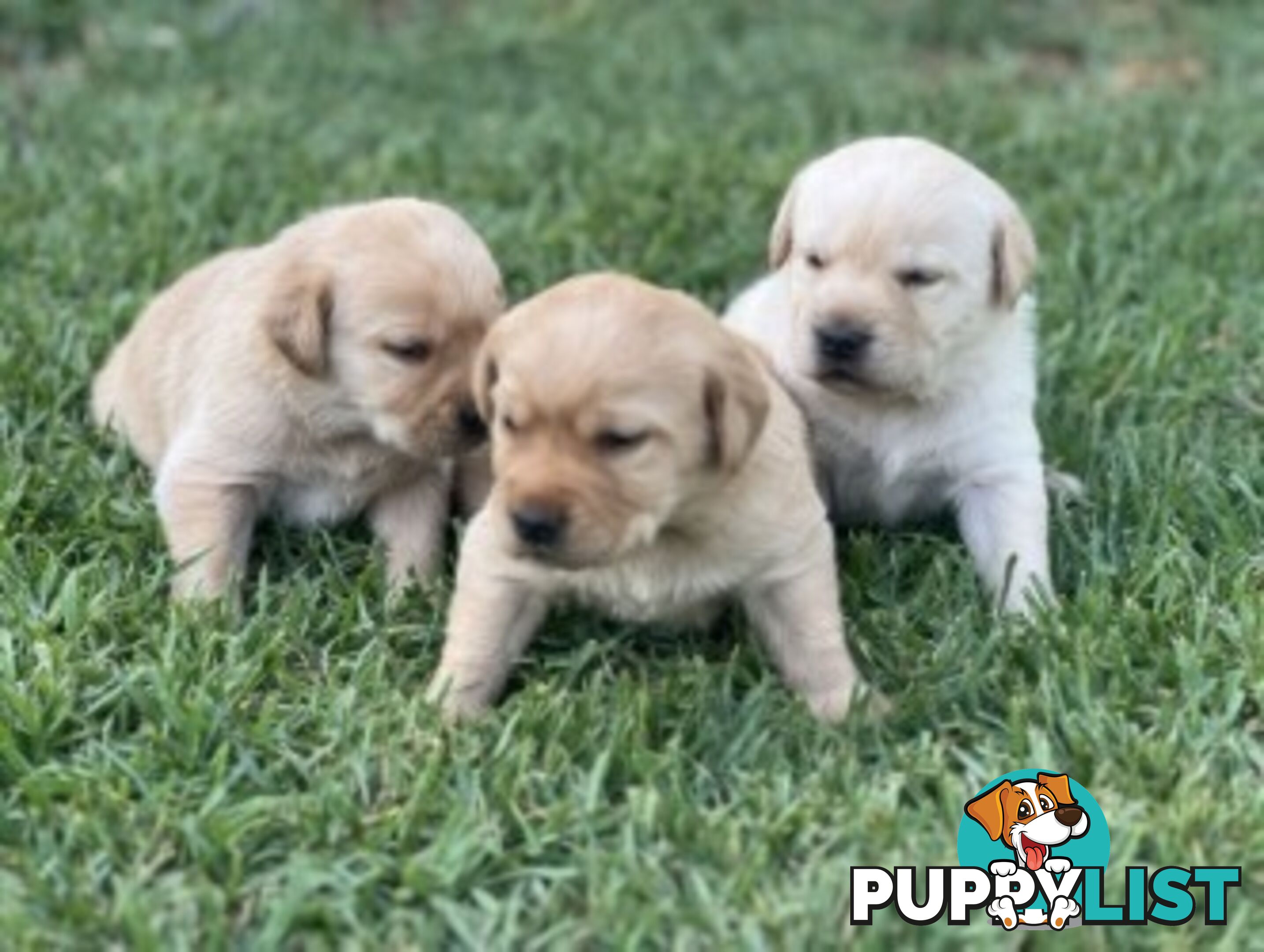 Purebred Labrador Golden/ Honey Puppies