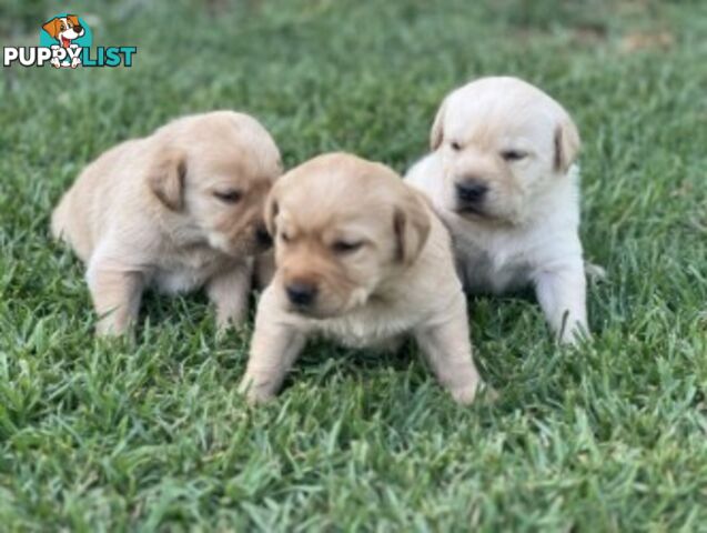 Purebred Labrador Golden/ Honey Puppies