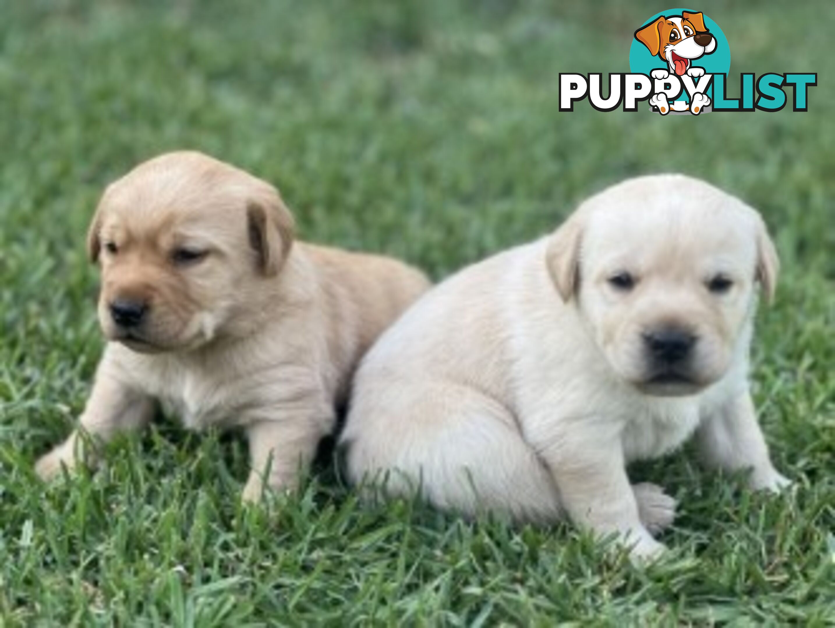 Purebred Labrador Golden/ Honey Puppies