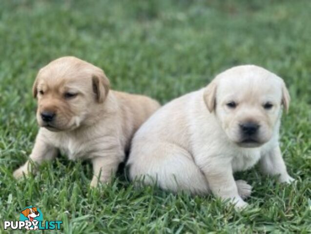 Purebred Labrador Golden/ Honey Puppies