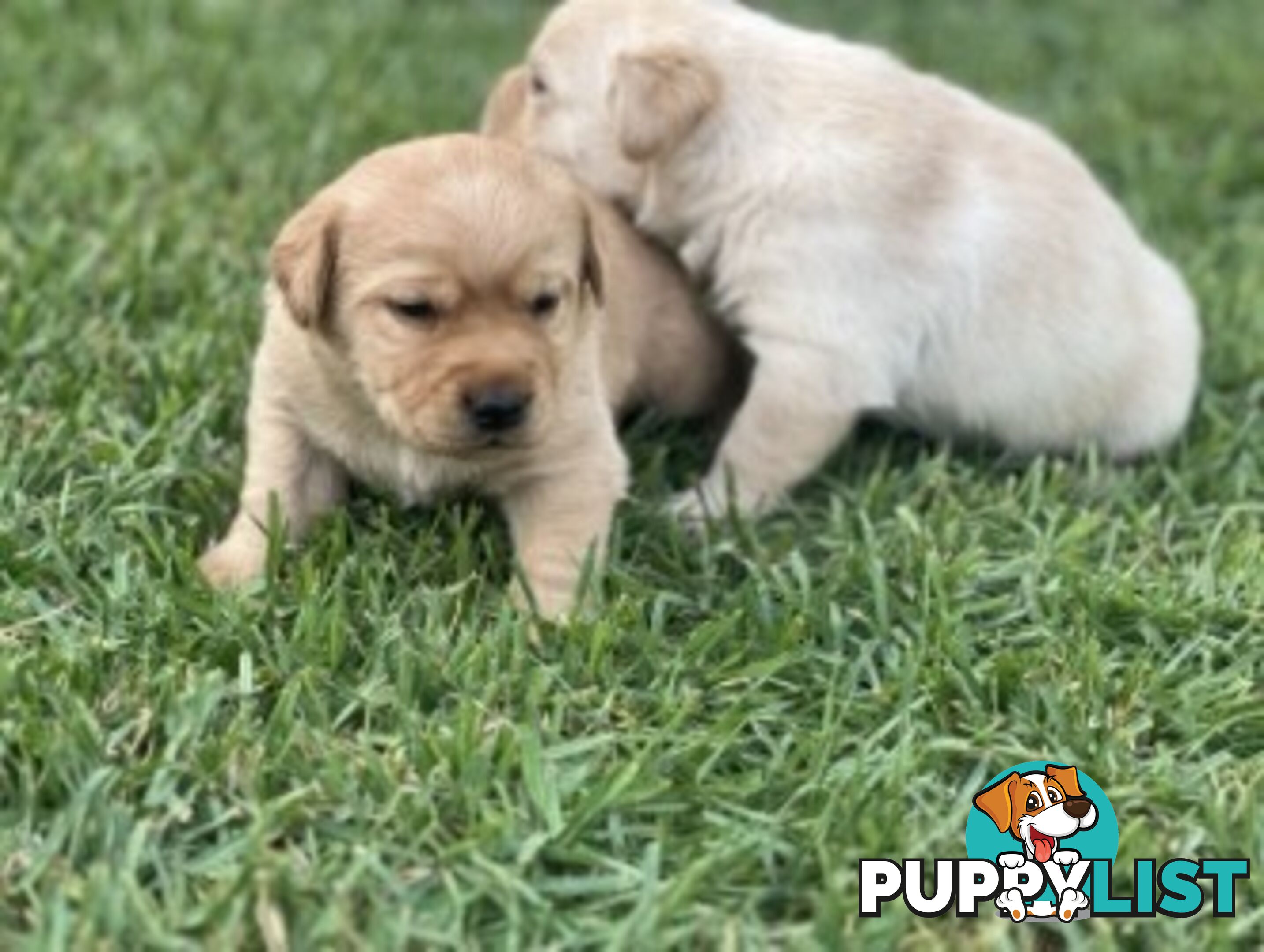 Purebred Labrador Golden/ Honey Puppies