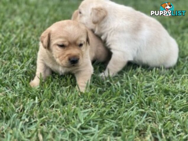 Purebred Labrador Golden/ Honey Puppies