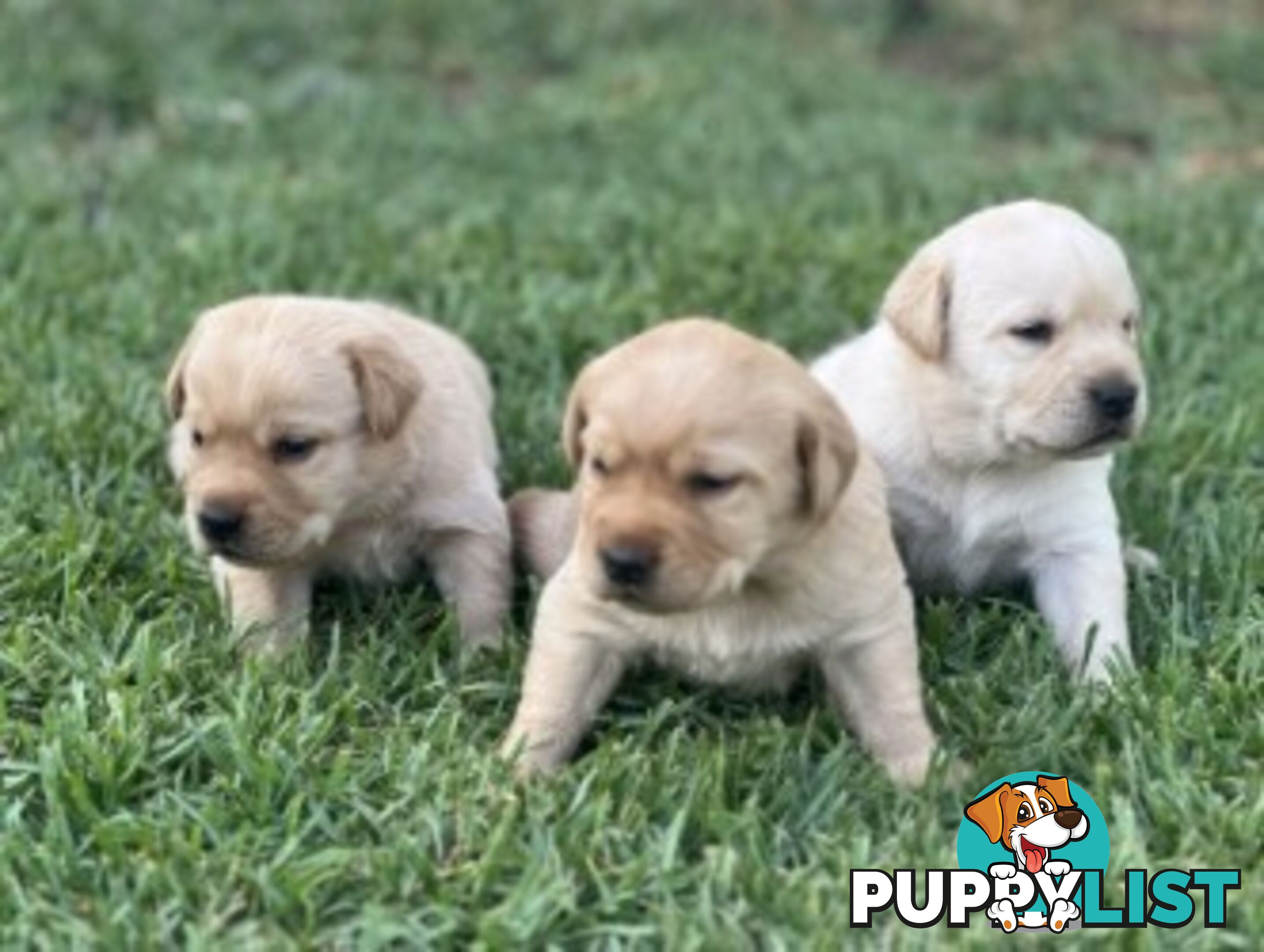 Purebred Labrador Golden/ Honey Puppies