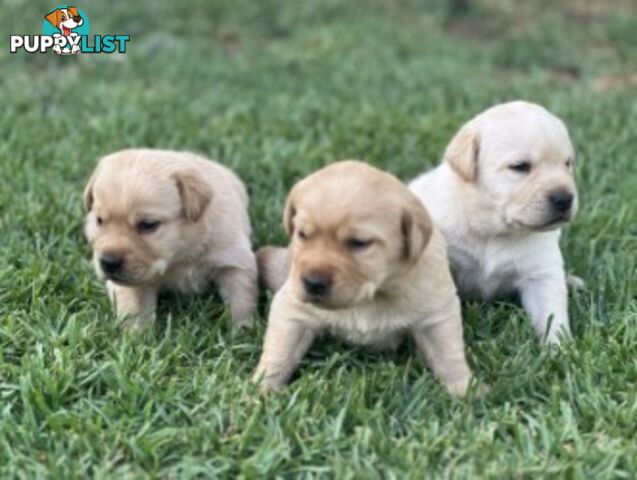 Purebred Labrador Golden/ Honey Puppies