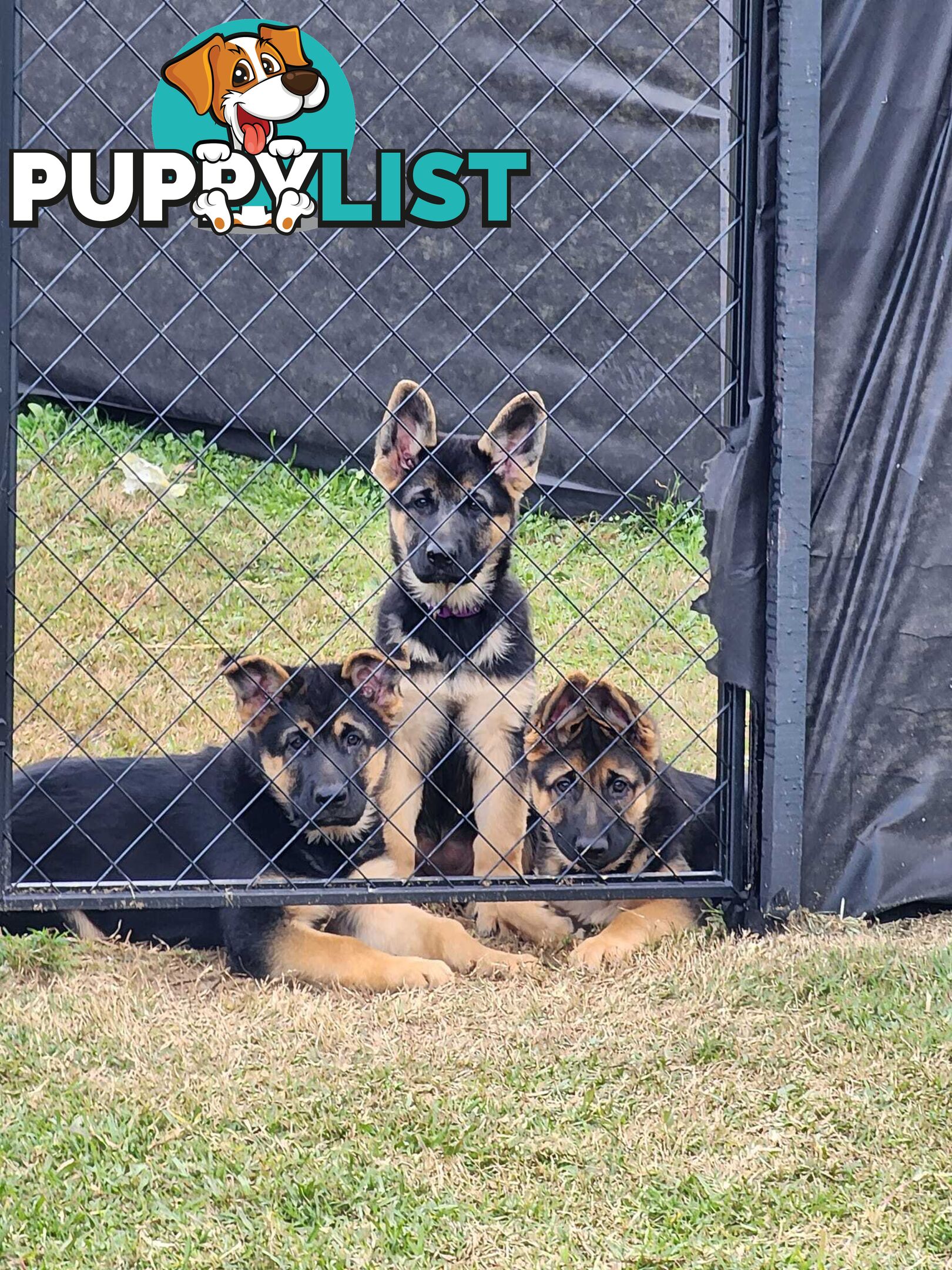 German Shepherd Purebred 1 Male 1 Female Stock Coat pups