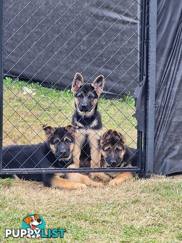 German Shepherd Purebred 1 Male 1 Female Stock Coat pups