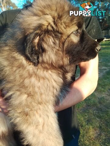 Illyrian Mountain dog/Sarplaninac puppies