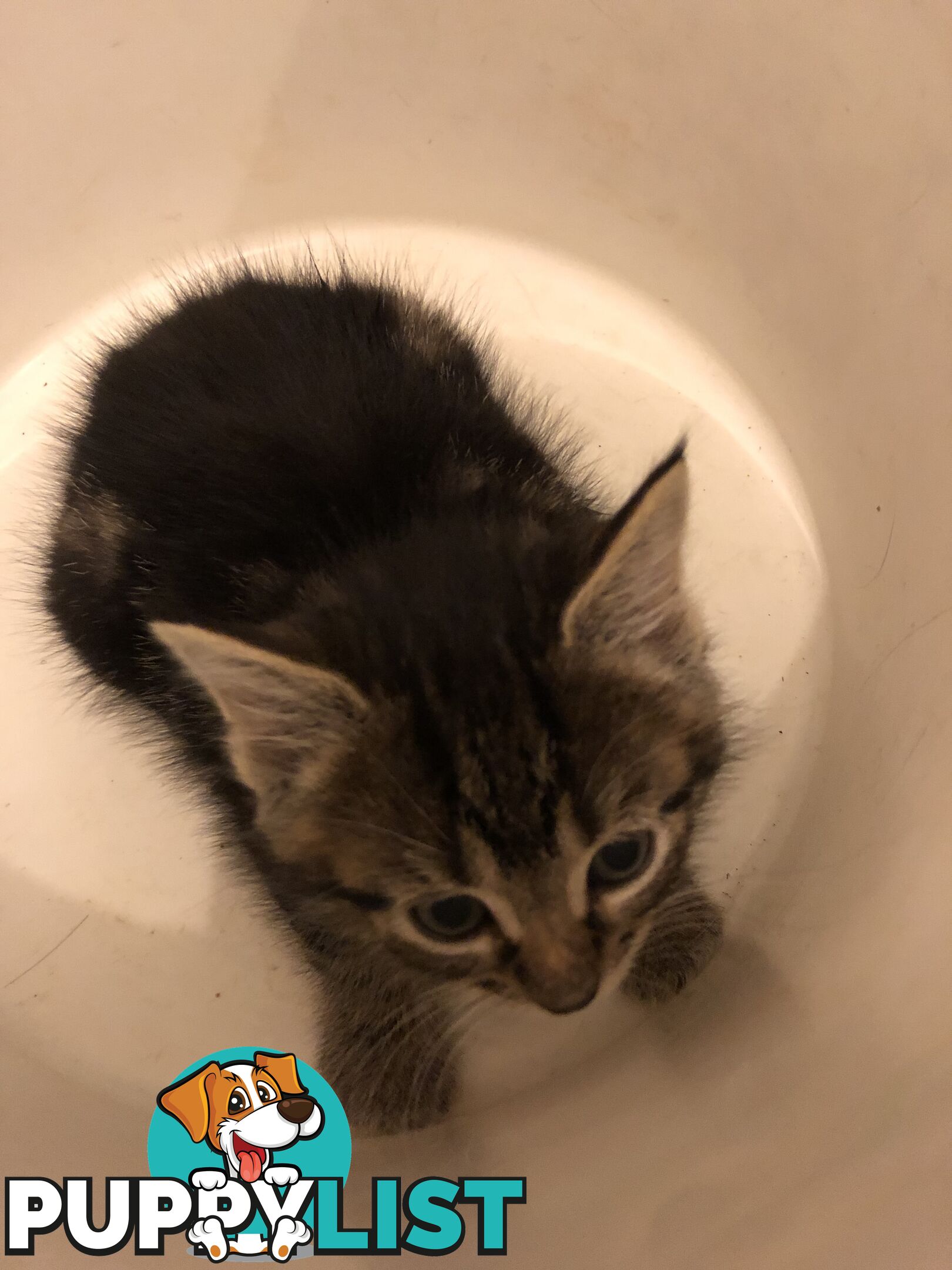 Beautiful kittens for rehome