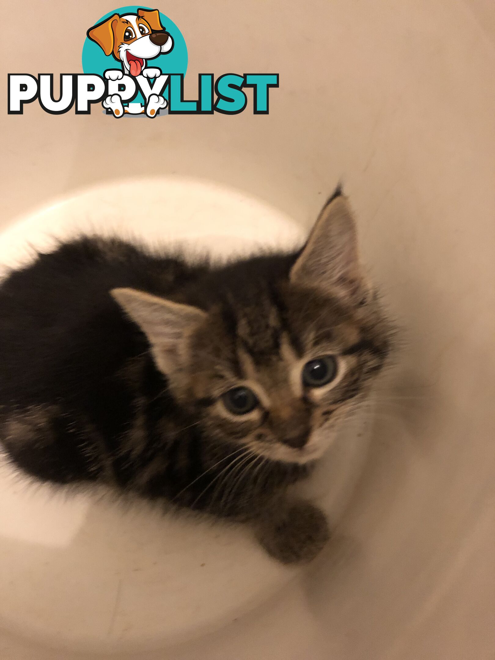 Beautiful kittens for rehome