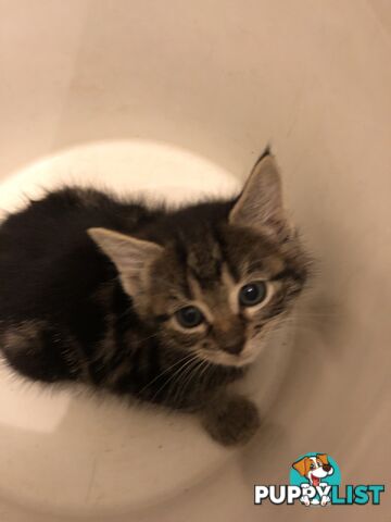 Beautiful kittens for rehome