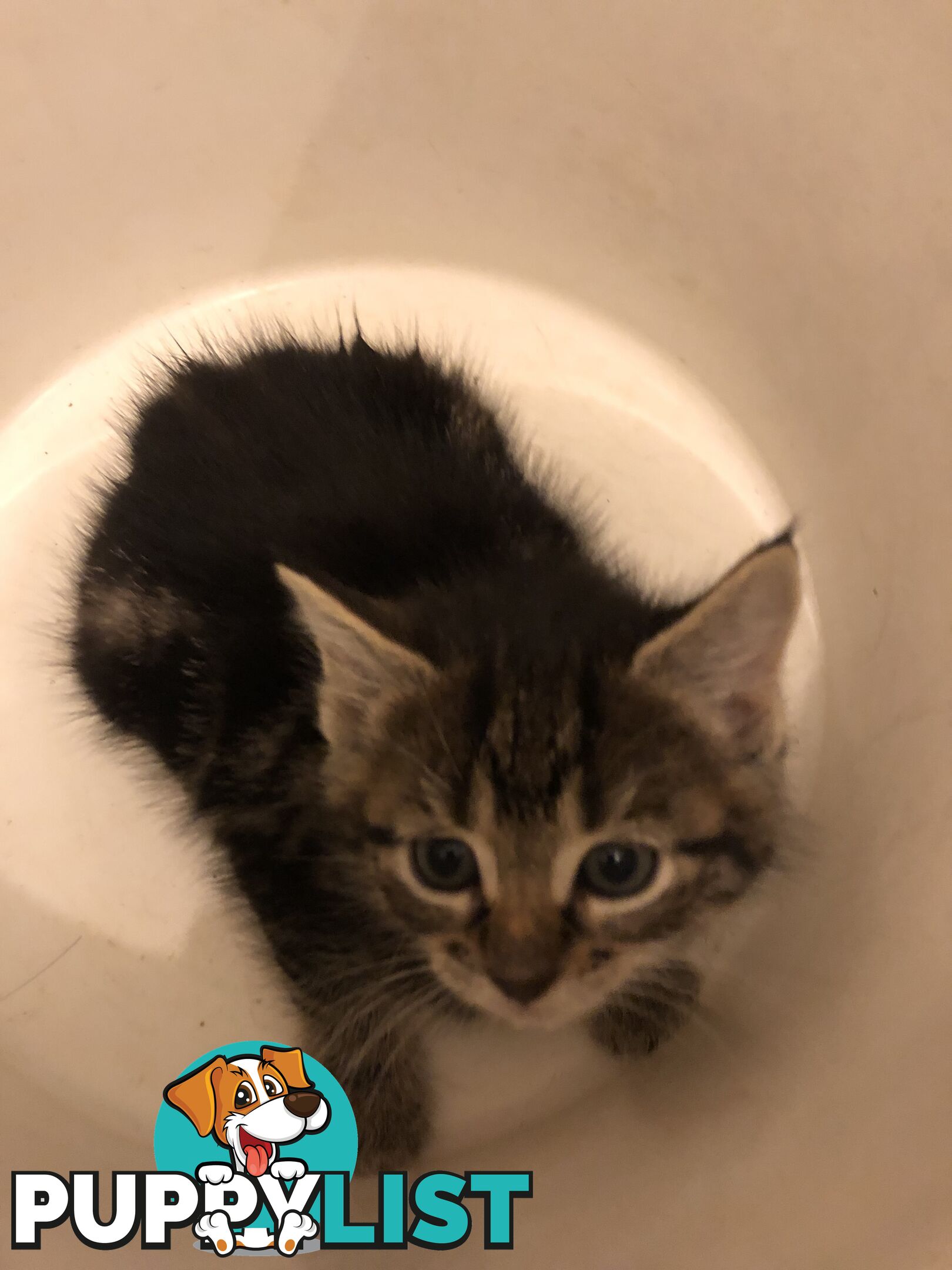 Beautiful kittens for rehome