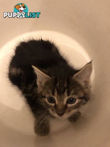 Beautiful kittens for rehome