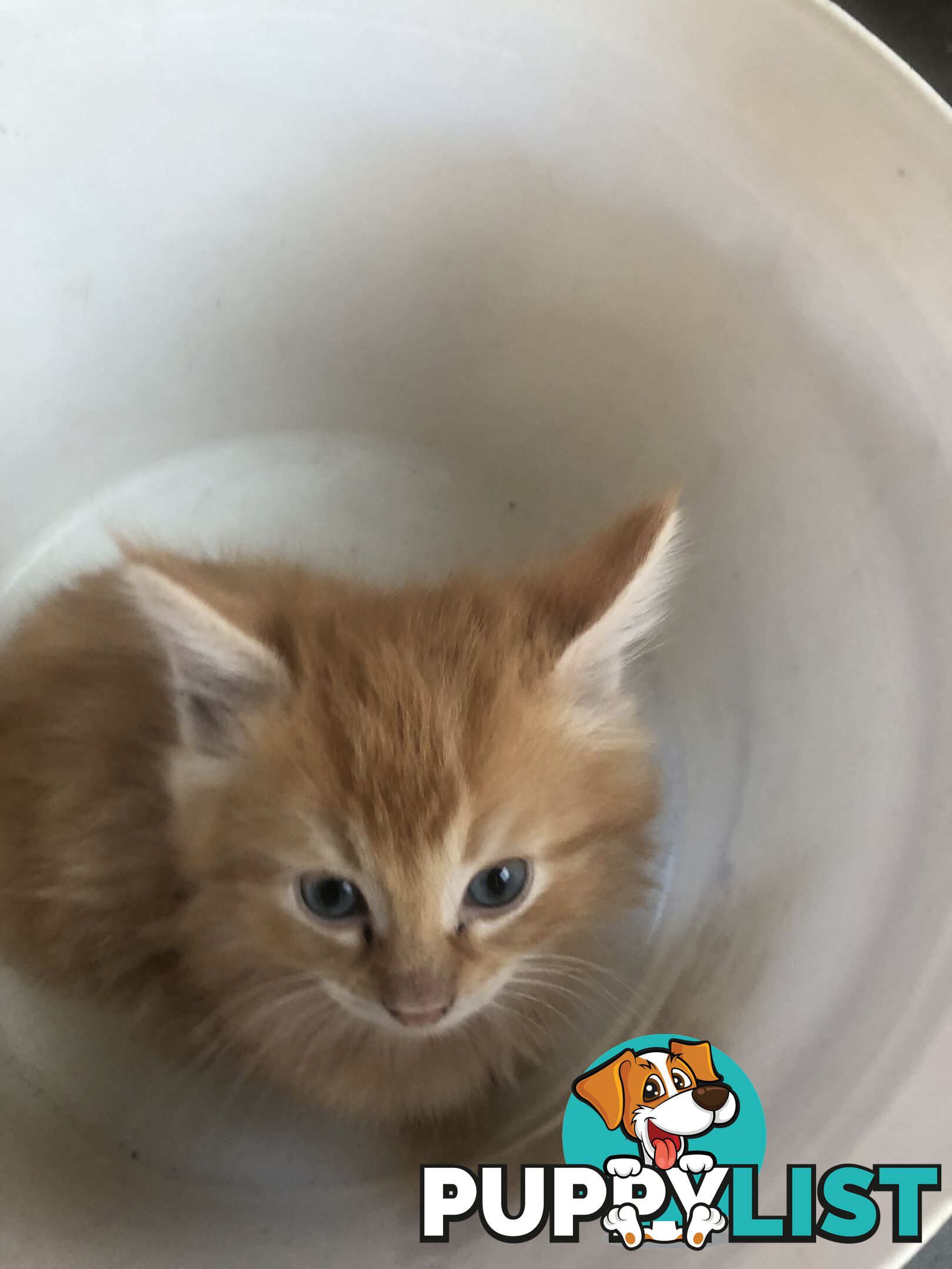 Beautiful kittens for rehome