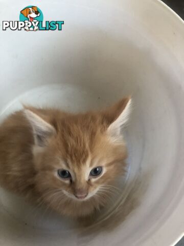 Beautiful kittens for rehome
