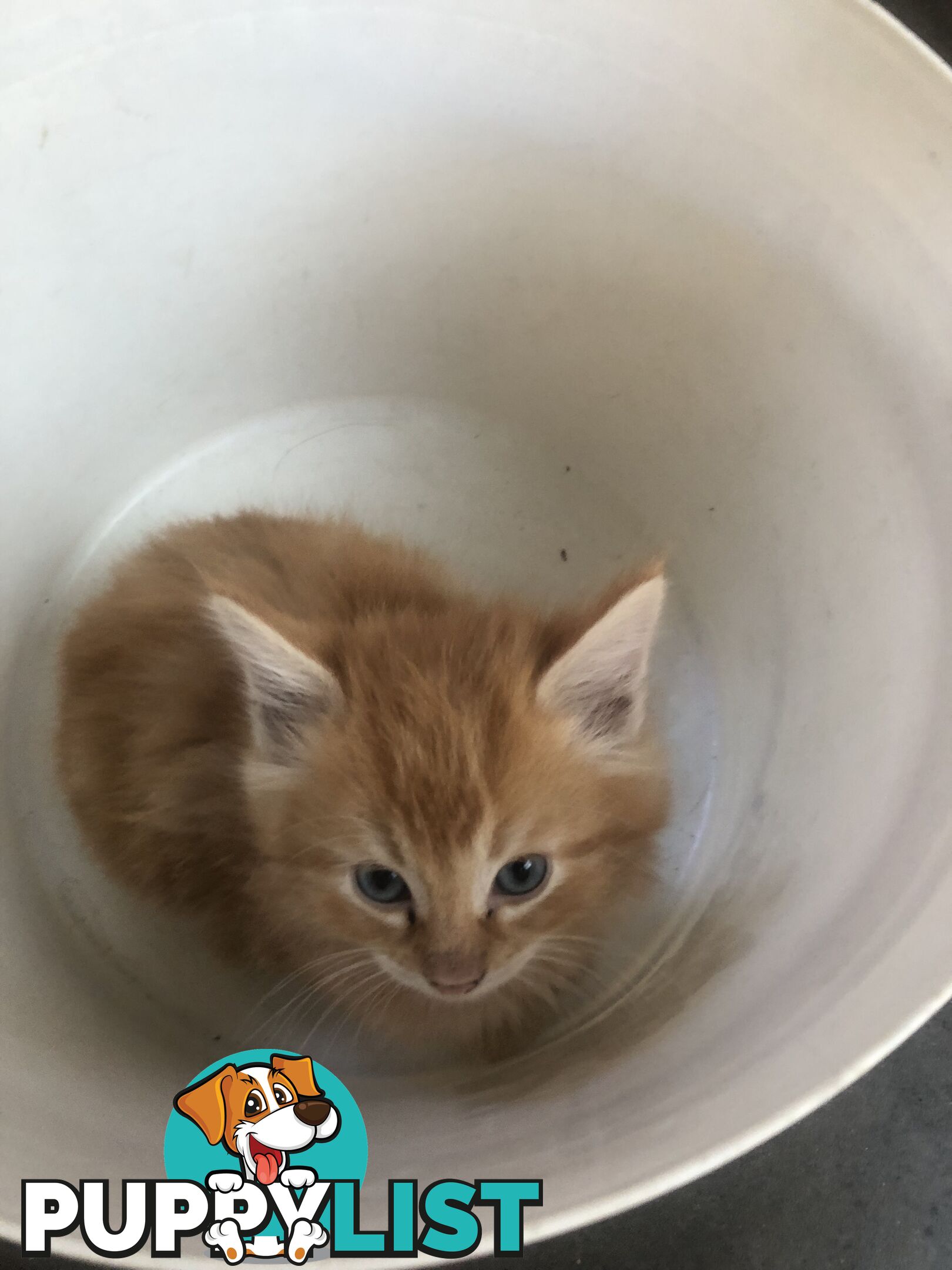 Beautiful kittens for rehome