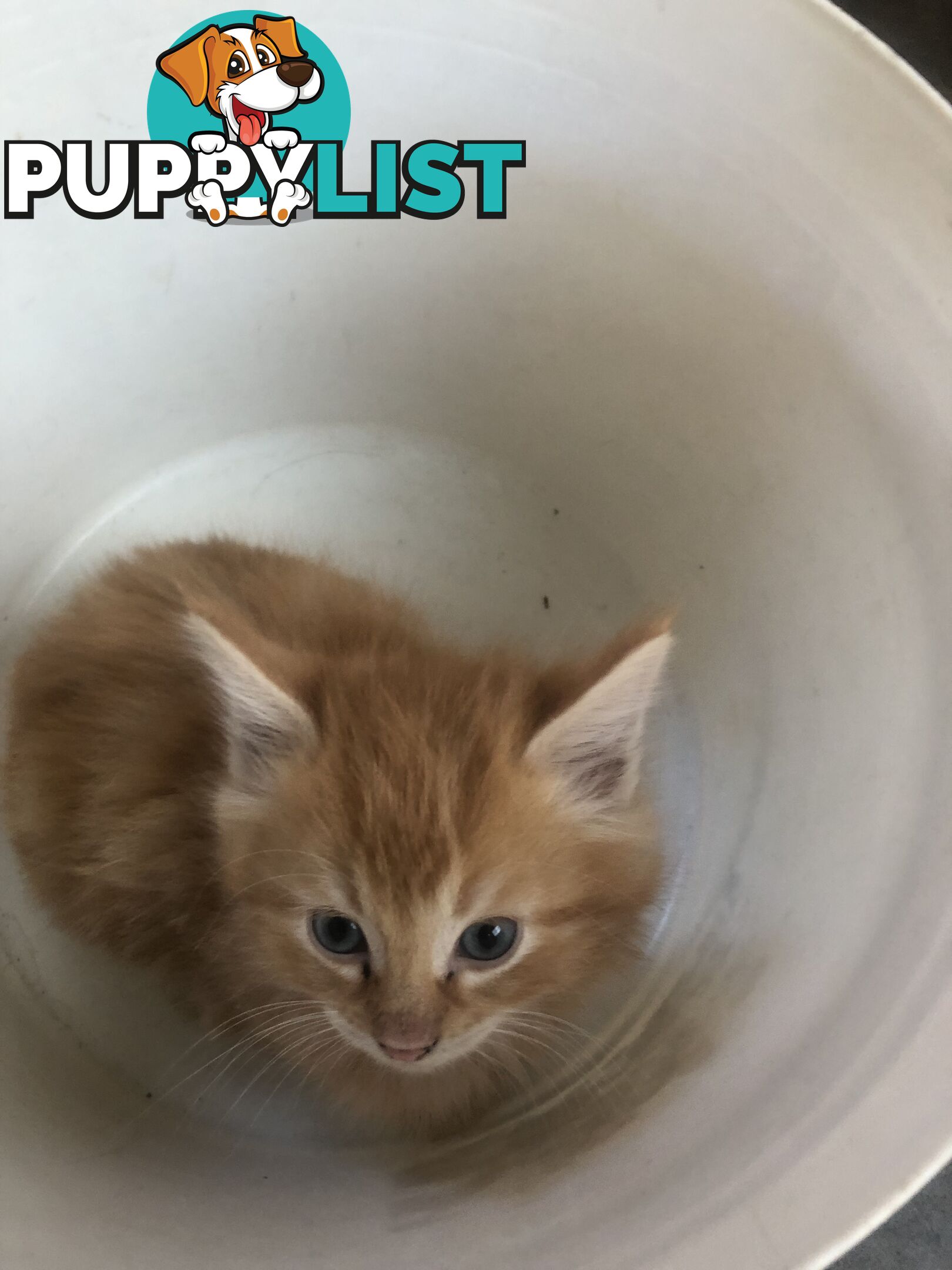 Beautiful kittens for rehome