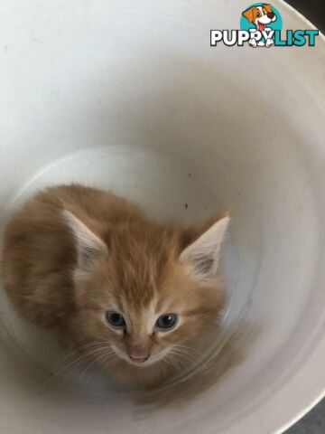 Beautiful kittens for rehome
