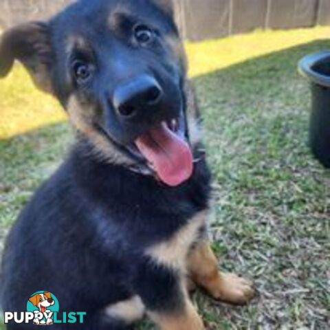 German Shepherd Purebred 1 Male 1 Female Stock Coat pups