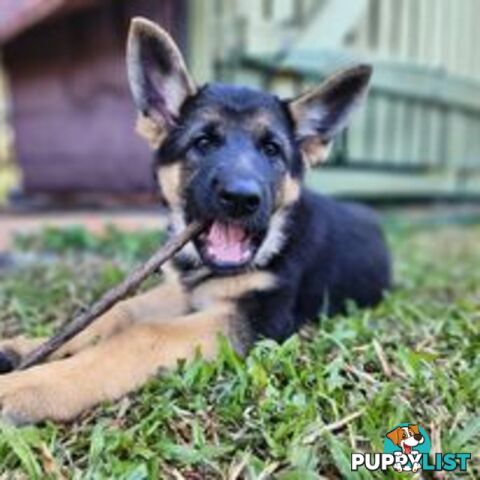 German Shepherd Purebred 1 Male 1 Female Stock Coat pups