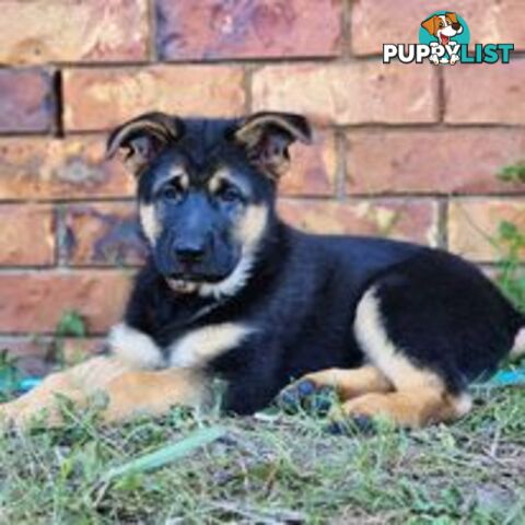 German Shepherd Purebred 1 Male 1 Female Stock Coat pups