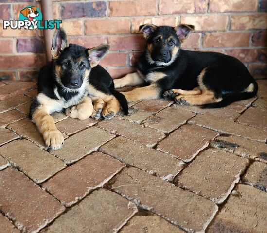 German Shepherd Purebred 1 Male 1 Female Stock Coat pups