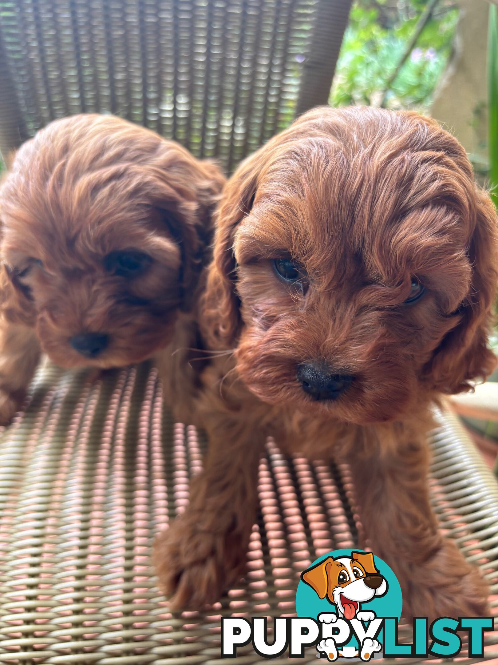 Toy Cavoodle Puppies