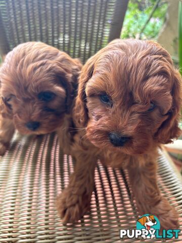 Toy Cavoodle Puppies