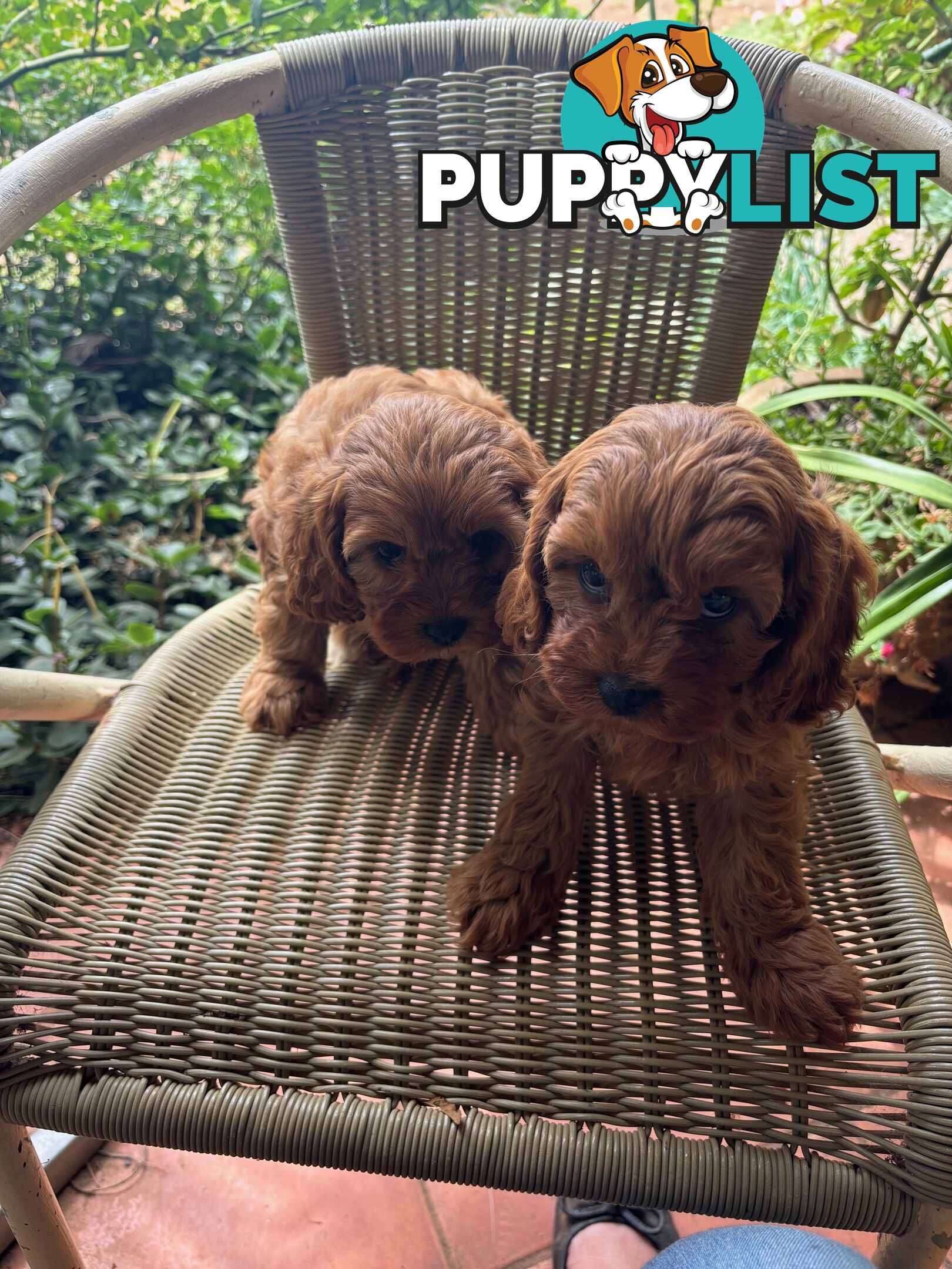 Toy Cavoodle Puppies