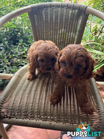 Toy Cavoodle Puppies