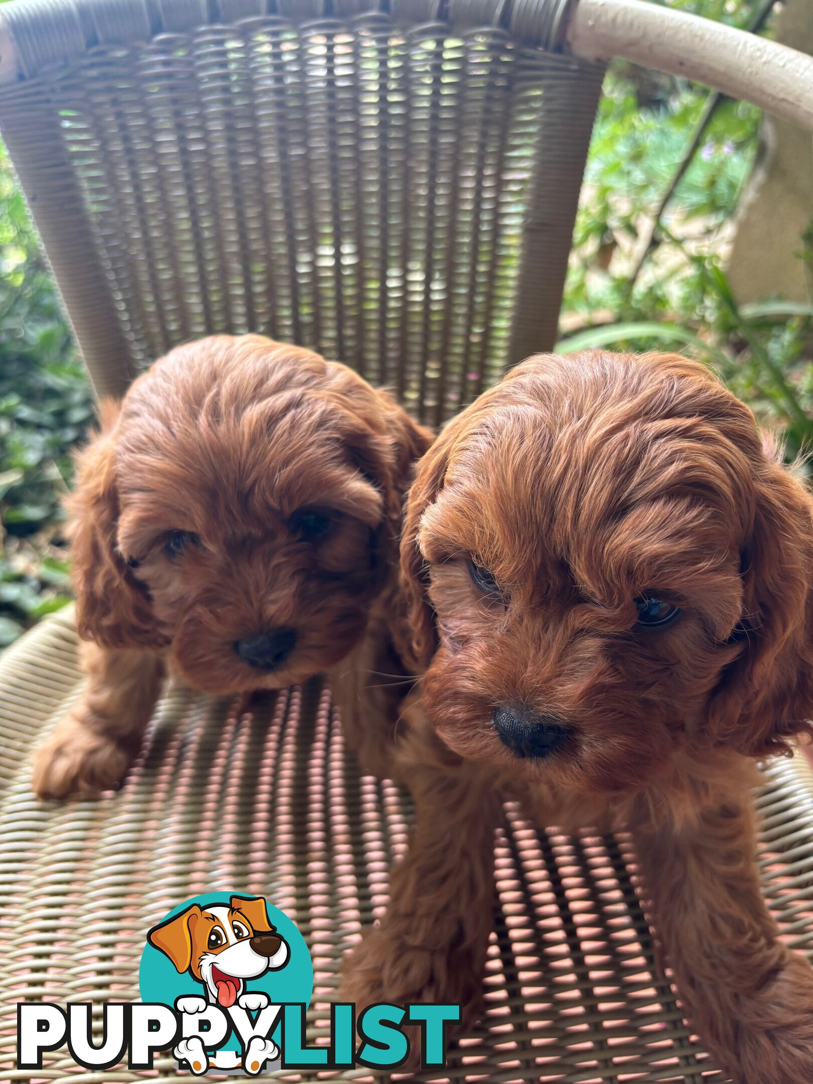 Toy Cavoodle Puppies