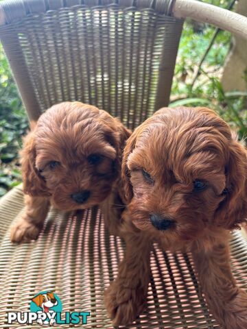 Toy Cavoodle Puppies