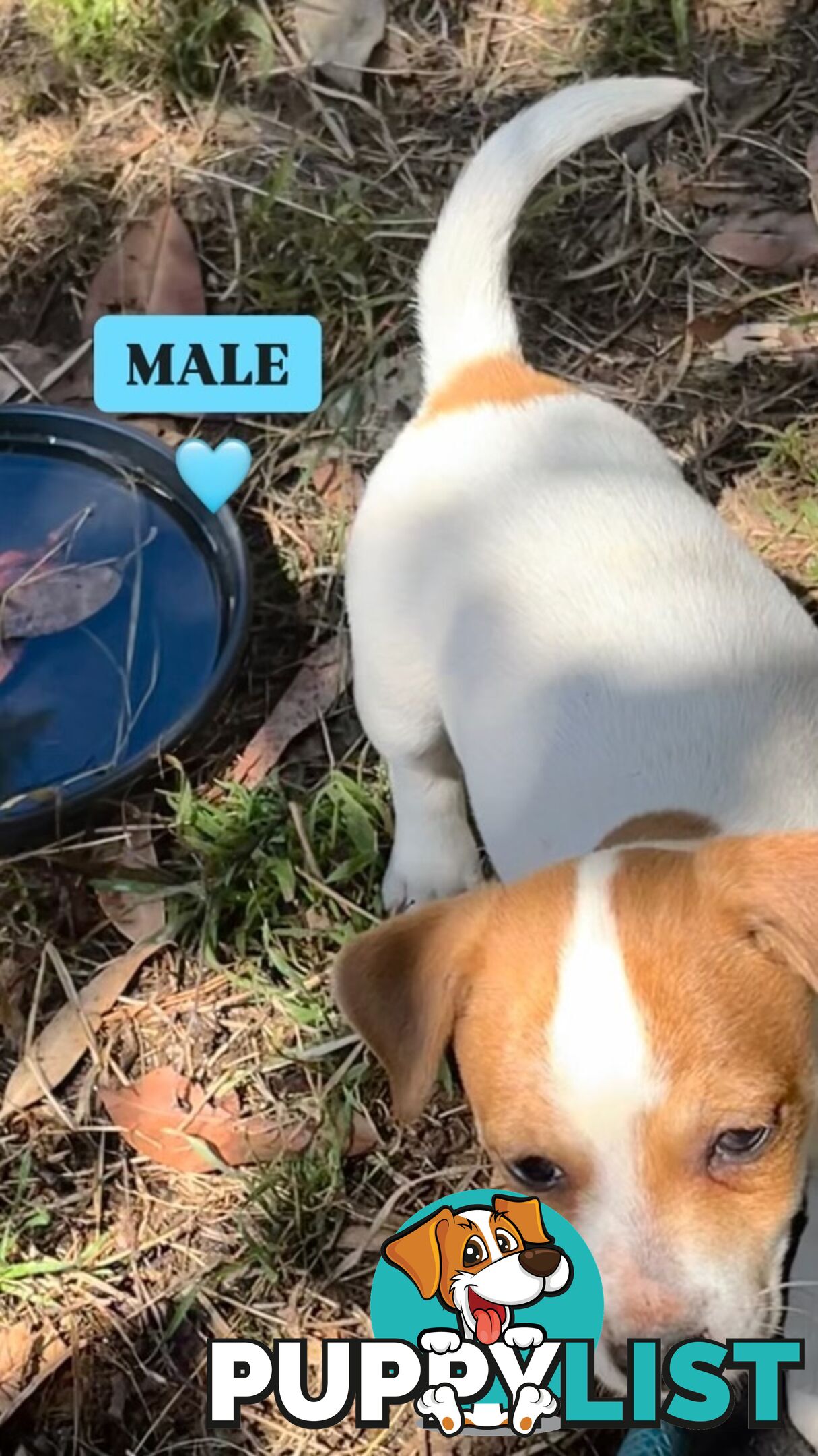 Pure bred Jack Russell puppies