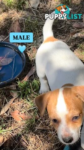 Pure bred Jack Russell puppies