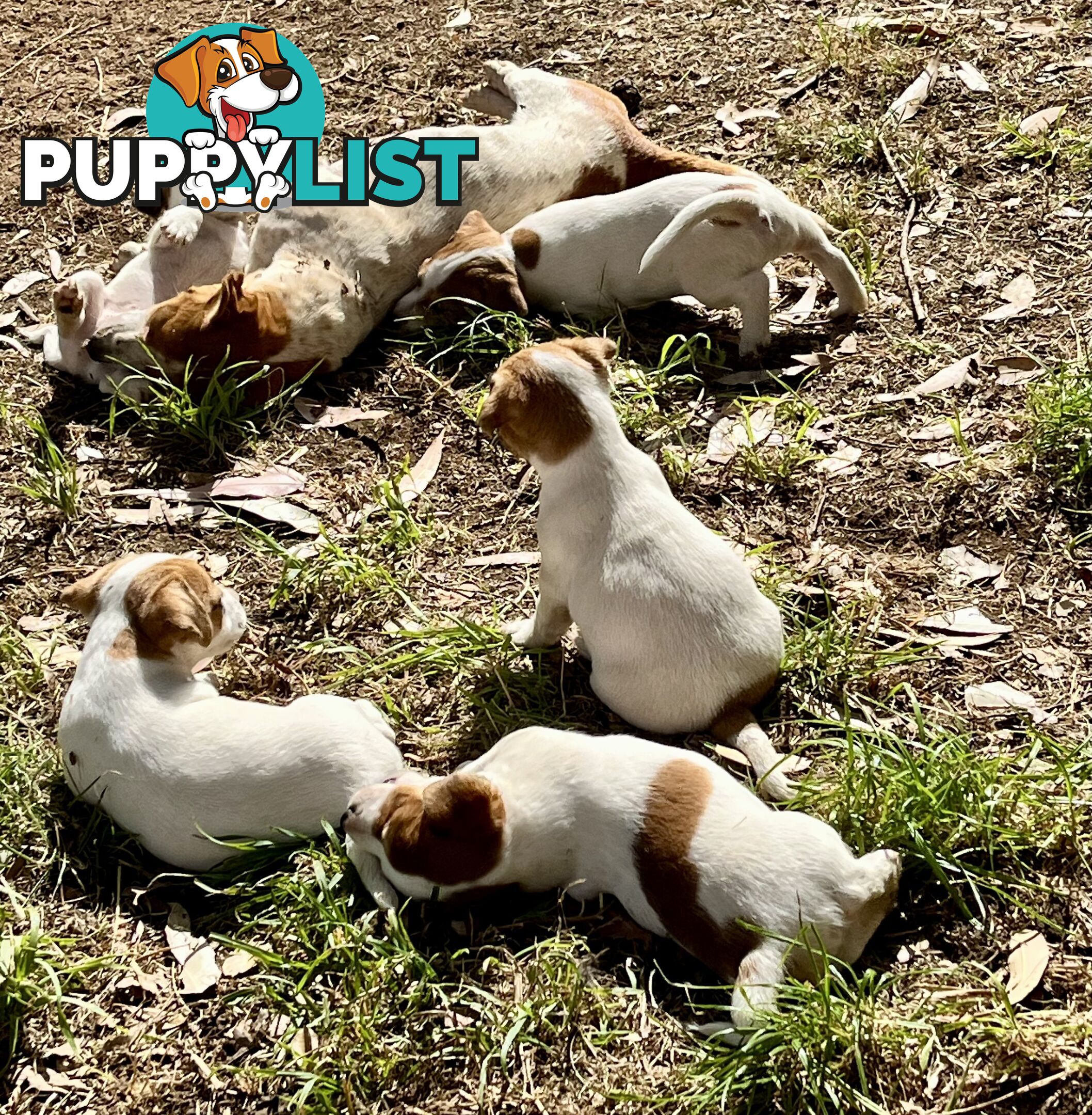 Pure bred Jack Russell puppies