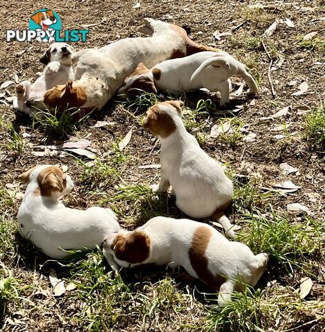 Pure bred Jack Russell puppies