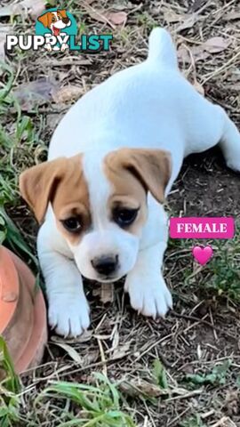 Pure bred Jack Russell puppies