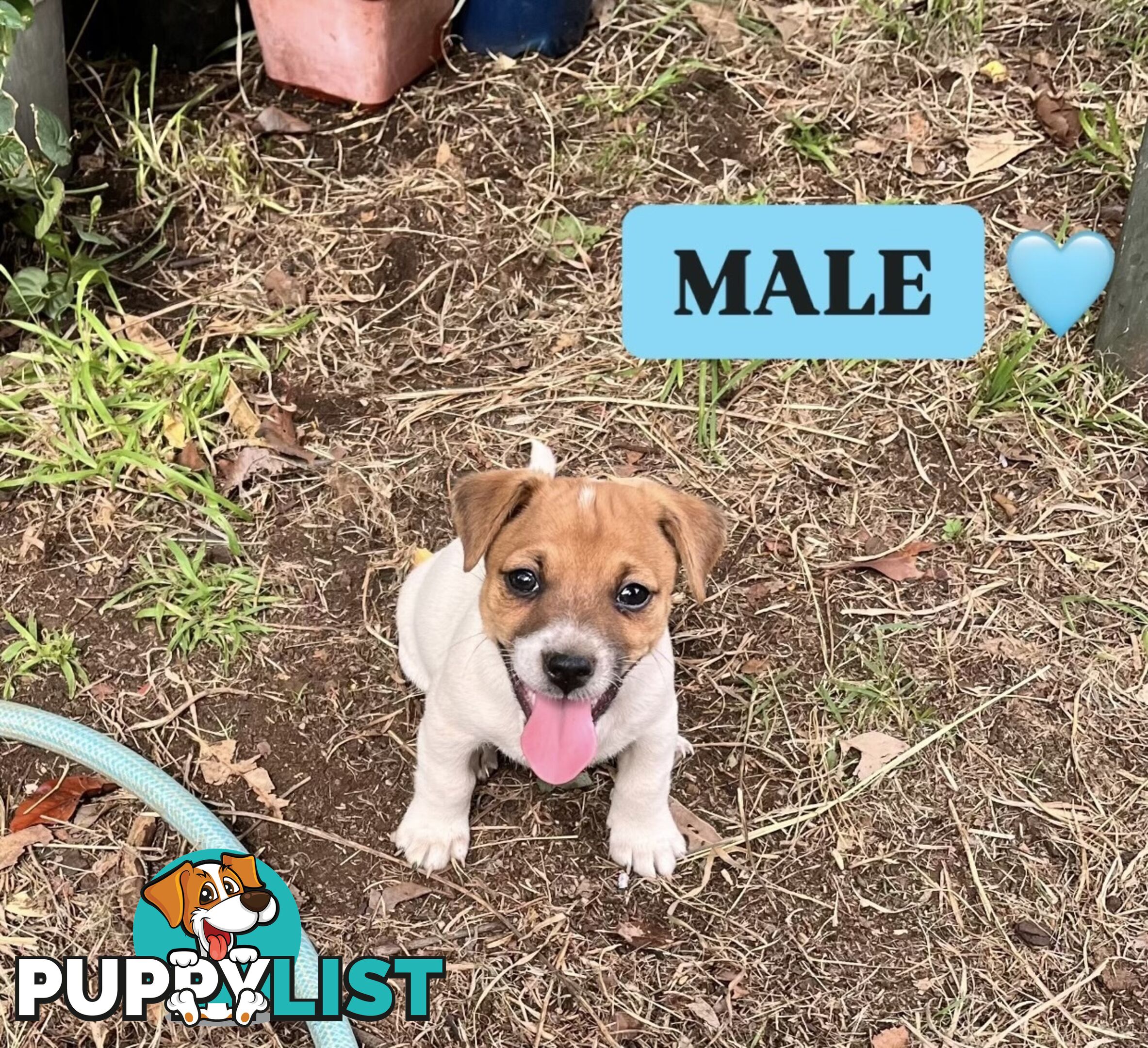 Pure bred Jack Russell puppies