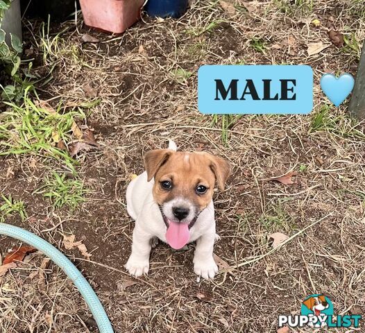 Pure bred Jack Russell puppies