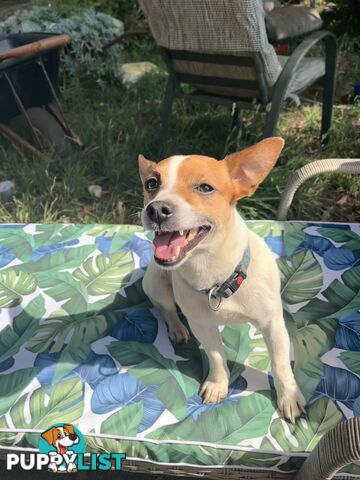 Pure bred Jack Russell puppies