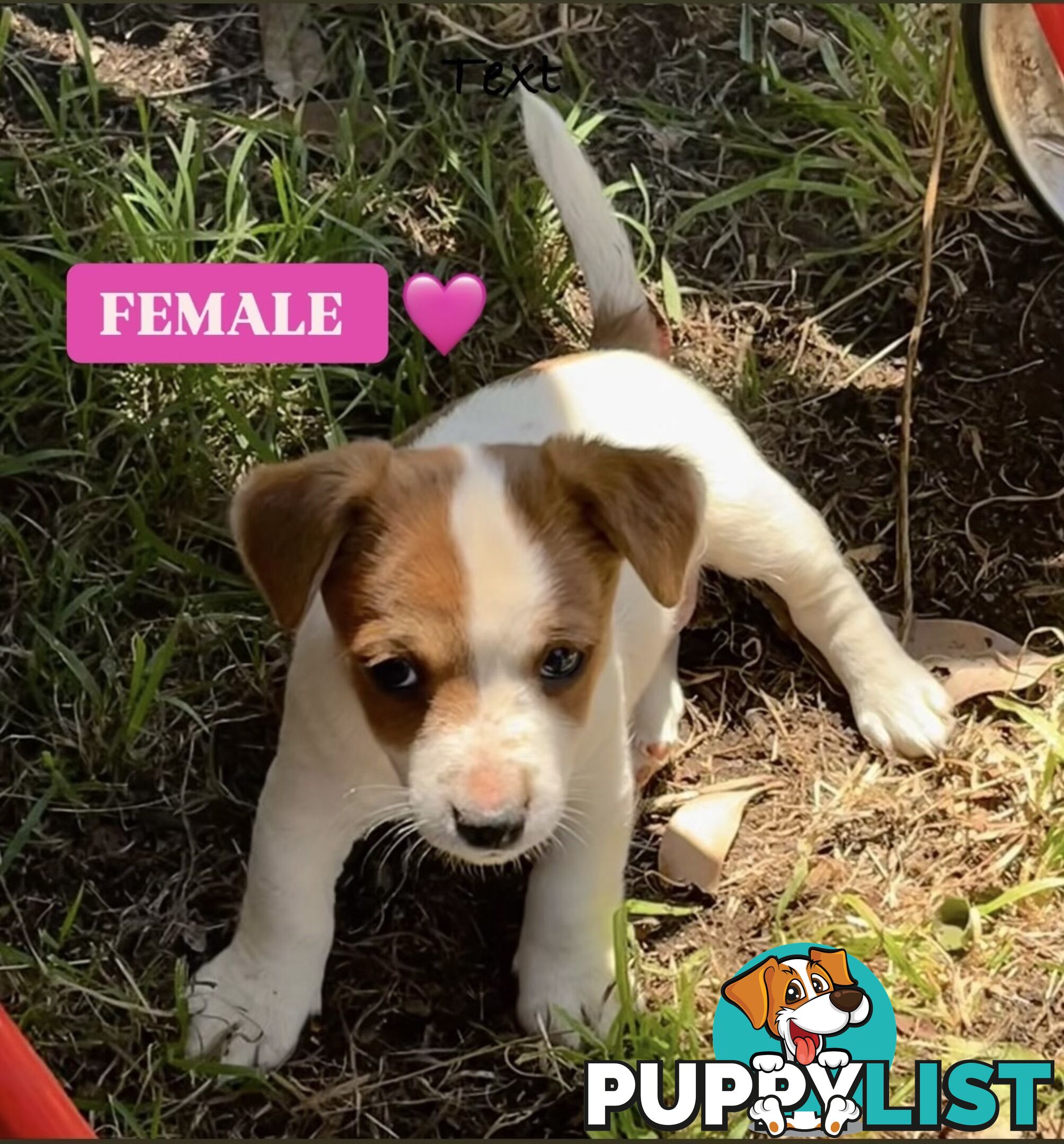 Pure bred Jack Russell puppies