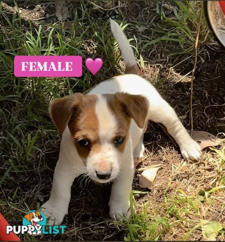 Pure bred Jack Russell puppies